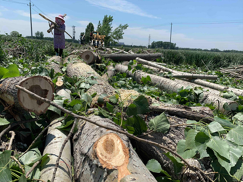 廣東樹木砍伐項目